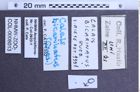 Etikette zu Calais bicarinatus (NHMW-ZOO-COL-0008013)